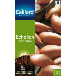 Echalion zebrune