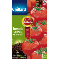 Tomate carmello hybride f1