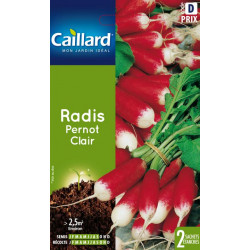 Radis pernot clair