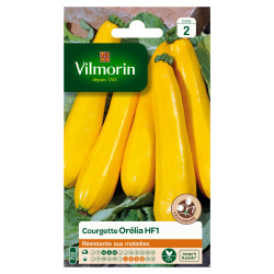 Courgette orelia hf1 vl ls2